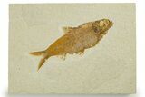 Detailed Fossil Fish (Knightia) - Wyoming #355644-1